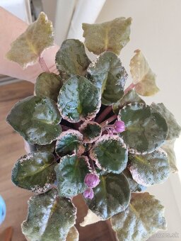 Panašovanu africká fialka (Saintpaulia variegata) - 2