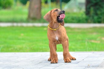 Štěně rhodéského ridgebacka - pes s PP - 2