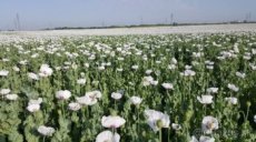 Mak modry priamo od pestovatela uroda 2025 - 2