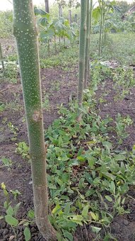 Paulownia Tomentosa - 2