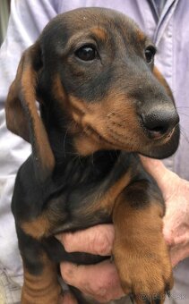 Jazvečík standard šteniatka - 2