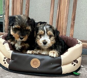 Yorkshire terrier - 2