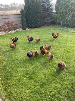 zdr. wyandotka jarabičia vlnitá - 2