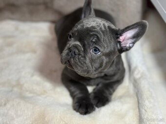 Francúzsky buldoček - 2