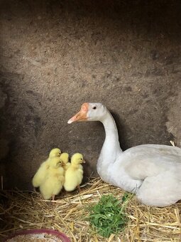 labutia hus biela - 2