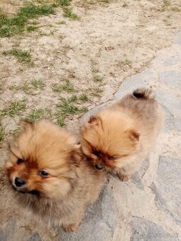 Oranžový špic - pomeranian - 2