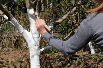 Záhradnícke práce, úpravy a rekonštrukcie záhrad - Košice - 2