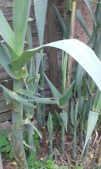 trstina Aruna-Arundo-donax-Trsteník,trstina obrovská - 2