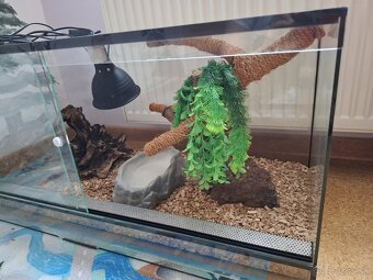Terarium - 2