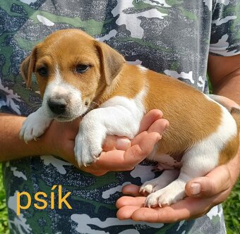 Jack russel terier šteniatka - 2