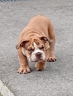 Anglicky buldog-steniatka - 2