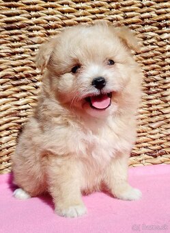 Maltipoo - 2