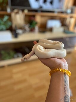 Python regius samica - 2
