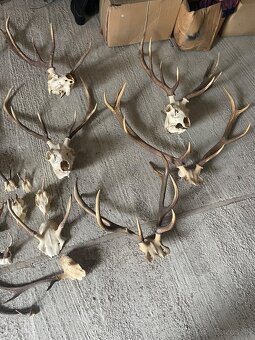 Poľovnícke trofeje – parohy, lebky, čeľuste, diviačie kly - 2