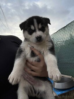 Sibírsky husky šteniatka - 2