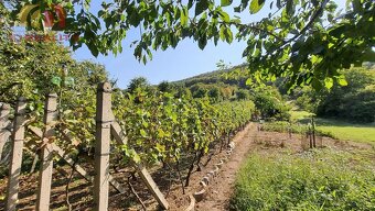 AD REALITY - VINICA - Trnava pri Laborci - 2