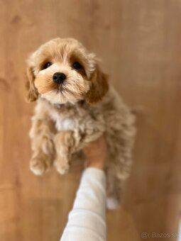 Caramell Maltipoo = Pudel + Maltese - 2
