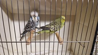 Vystavne Andulky - 2