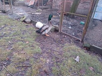 Predám 1-ročného káčera - 2