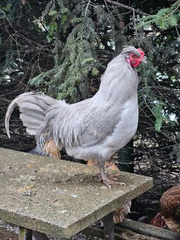 Araucana lavender - 2