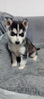 Sibirsky husky steniatka - 2
