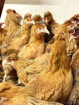 Mládky,nosnice, kurčata - 2