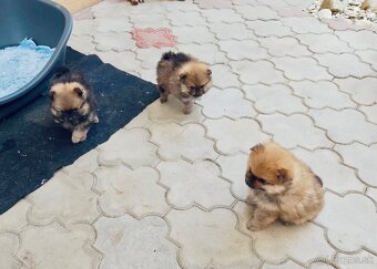 PREDAJ ŠTENIATOK - 2