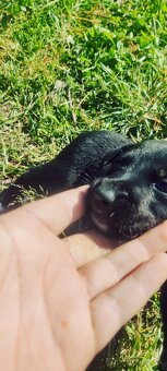 Dobry den darujem krasne steniatka su 2 mesacne - 2