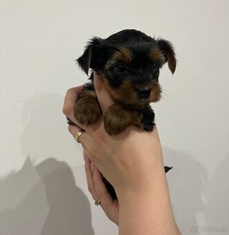 Yorkshirsky terrier, yorkie, york - 2