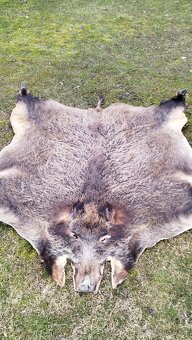 Predám vypracovanu kožu zlatého diviaka parožie zhody trofej - 2