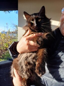 Darujeme kocúra - 2