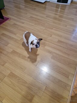 Francuzky buldocek - 2