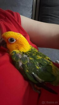 Alexander malý , aratinga slnečná KROTKY - 2