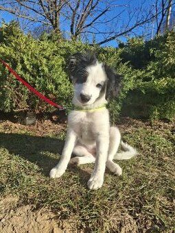 Šteniatko Border kólia - 2