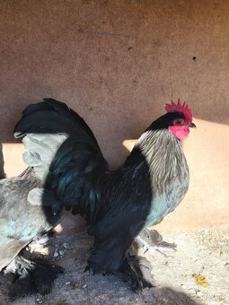 Milflerky, Miflerky - 2