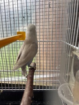 Agapornis fisher - 2