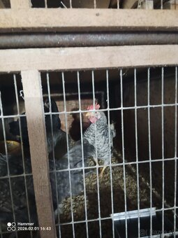 KREAM LEGBAR  HYDINA KOHUTY - 2