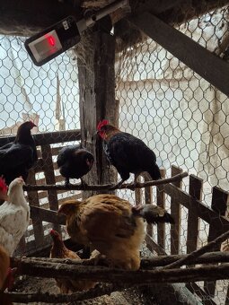 Predam mladych kohutov - 2