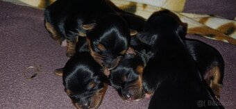 Yorkshire terrier - 2