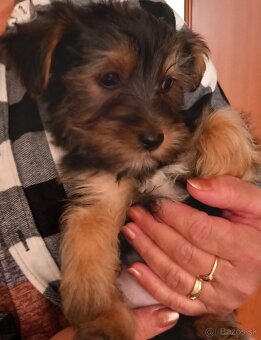 Yorkshire Terrier - 2