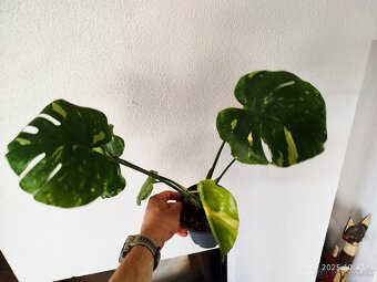 Monstera Thai Constellation - Thajka - 2