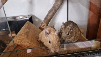 Osmak degu - 2