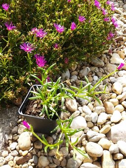 Delosperma - skalnička, sukulent - 2