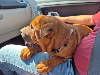▶️ SHAR-PEI - 2