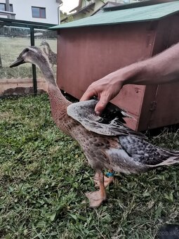 Indicky bezec - 2