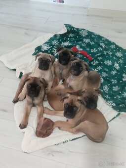Bulmastif šteniatka🥰 - 2