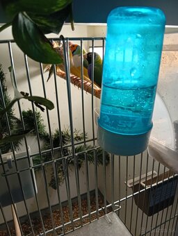 Amadina gouldova, drobotina - 2