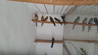 Rozela žltolíca – prírodná - 2