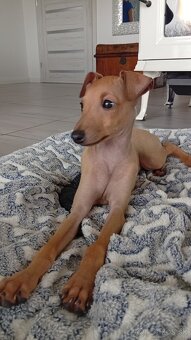 Taliansky chrtik - 2