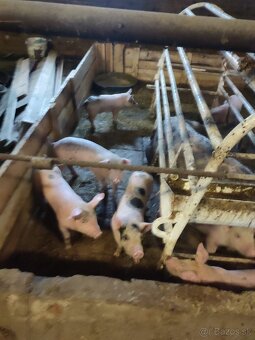 ✅Odšťavovčatá❗❗❗ - 2